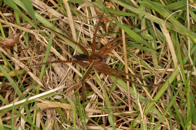 Dolomedes_plantarius_D5133_Z_90_Canal du Nivernais_Frankrijk.jpg